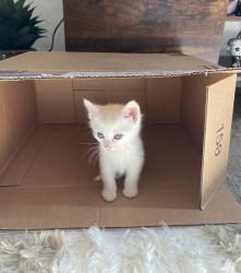 Shelter Stray Female Cat last seen MELVILLE DR & TOLKIEN AVE, 2127 Front St, Sacramento, CA 95818, USA
