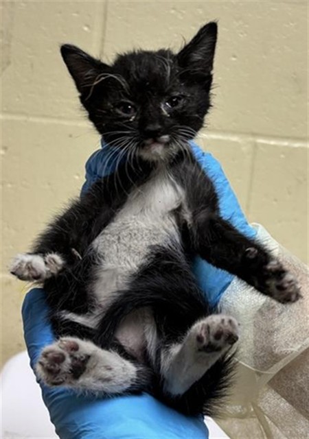 Shelter Stray Female Cat last seen MARYSVILLE BLVD & ACACIA AVE, 2127 Front St, Sacramento, CA 95818, USA