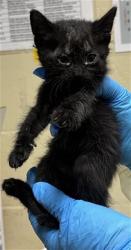 Shelter Stray Male Cat last seen MARYSVILLE BLVD & ACACIA AVE, 2127 Front St, Sacramento, CA 95818, USA