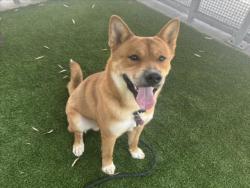 Shelter Stray Male Dog last seen , 1850 W 60th St, Los Angeles, CA 90047, USA