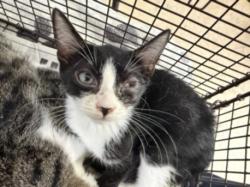 Shelter Stray Male Cat last seen , 957 N Gaffey St, San Pedro, CA 90731, USA