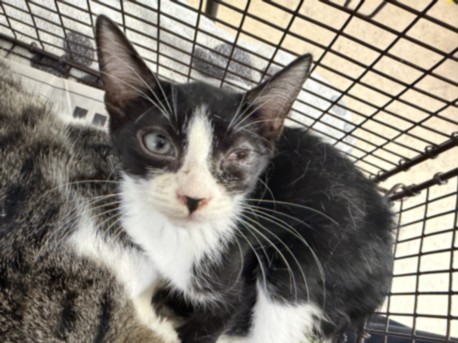 Shelter Stray Male Cat last seen , 957 N Gaffey St, San Pedro, CA 90731, USA