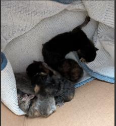 Shelter Stray Unknown Cat last seen 5TH AND STERLING, 333 Chandler Pl, San Bernardino, CA 92408, USA