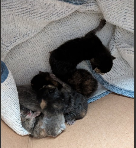 Shelter Stray Unknown Cat last seen 5TH AND STERLING, 333 Chandler Pl, San Bernardino, CA 92408, USA