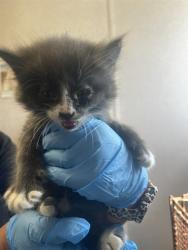 Shelter Stray Male Cat last seen W 2ND ST & N I ST, SAN BERNARDINO, CA, 92410, USA, 333 Chandler Pl, San Bernardino, CA 92408, USA