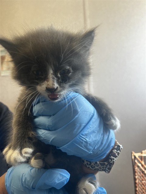 Shelter Stray Male Cat last seen W 2ND ST & N I ST, SAN BERNARDINO, CA, 92410, USA, 333 Chandler Pl, San Bernardino, CA 92408, USA