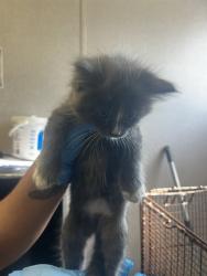 Shelter Stray Male Cat last seen W 2ND ST & N I ST, SAN BERNARDINO, CA, 92410, USA, 333 Chandler Pl, San Bernardino, CA 92408, USA