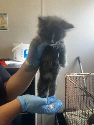 Shelter Stray Male Cat last seen W 2ND ST & N I ST, SAN BERNARDINO, CA, 92410, USA, 333 Chandler Pl, San Bernardino, CA 92408, USA