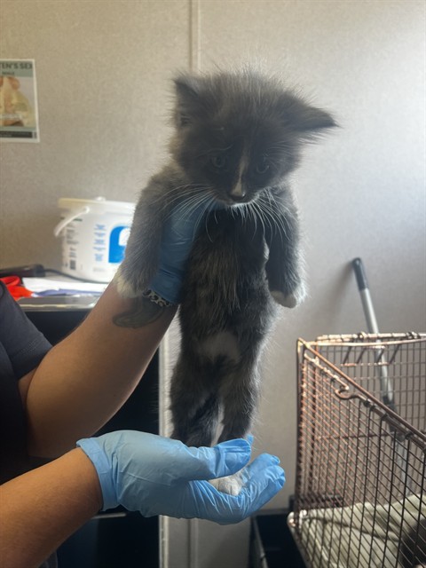 Shelter Stray Male Cat last seen W 2ND ST & N I ST, SAN BERNARDINO, CA, 92410, USA, 333 Chandler Pl, San Bernardino, CA 92408, USA