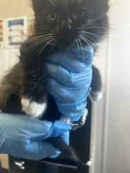 Shelter Stray Male Cat last seen W 2ND ST & N I ST, SAN BERNARDINO, CA, 92410, USA, 333 Chandler Pl, San Bernardino, CA 92408, USA
