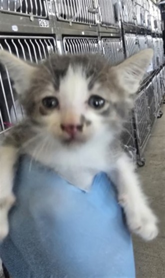 Shelter Stray Male Cat last seen 5TH AND ARROWHEAD, 333 Chandler Pl, San Bernardino, CA 92408, USA