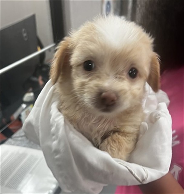 Shelter Stray Female Dog last seen DUMPED AT SHELTER, 333 Chandler Pl, San Bernardino, CA 92408, USA