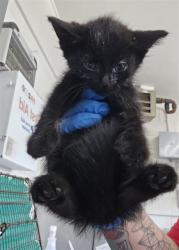 Shelter Stray Female Cat last seen N QUINCE AVE X W CHESHIRE ST, 333 Chandler Pl, San Bernardino, CA 92408, USA