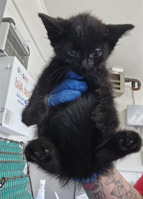 Shelter Stray Female Cat last seen N QUINCE AVE X W CHESHIRE ST, 333 Chandler Pl, San Bernardino, CA 92408, USA