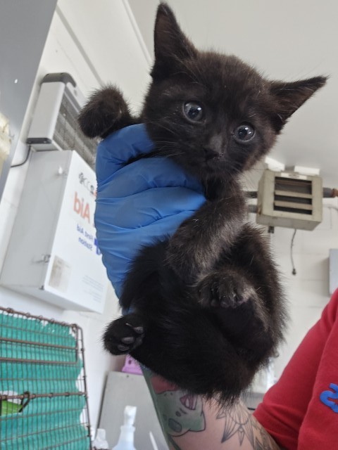 Shelter Stray Male Cat last seen N QUINCE AVE X W CHESHIRE ST, 333 Chandler Pl, San Bernardino, CA 92408, USA