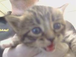 Shelter Stray Female Cat last seen MONUMENT DR/GALBRATH DR, 4680, 3839 Bradshaw Rd, Sacramento, CA 95827, USA