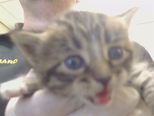 Shelter Stray Female Cat last seen MONUMENT DR/GALBRATH DR, 4680, 3839 Bradshaw Rd, Sacramento, CA 95827, USA