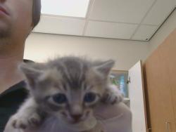 Shelter Stray Male Cat last seen MONUMENT DR/GALBRATH DR, 4680, 3839 Bradshaw Rd, Sacramento, CA 95827, USA