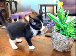 Shelter Stray Female Cat last seen ARUTAS DR/STRATHMORE WAY, 95660, 3839 Bradshaw Rd, Sacramento, CA 95827, USA