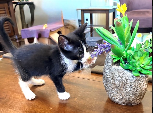 Shelter Stray Female Cat last seen ARUTAS DR/STRATHMORE WAY, 95660, 3839 Bradshaw Rd, Sacramento, CA 95827, USA