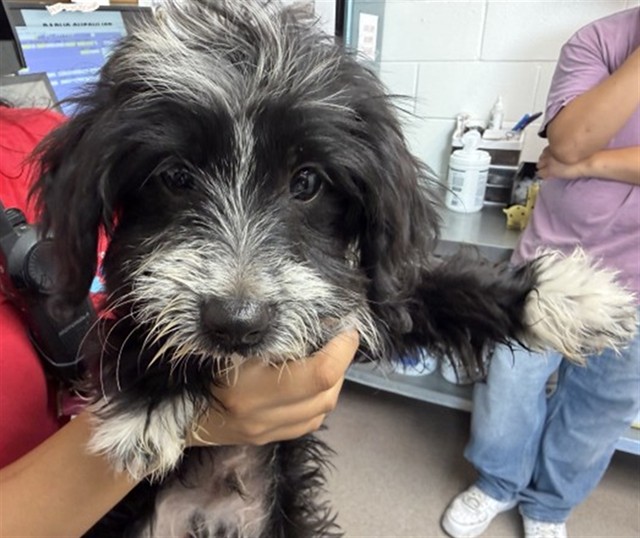 Shelter Stray Male Dog last seen Near BLOCK N 11TH ST, 333 Chandler Pl, San Bernardino, CA 92408, USA