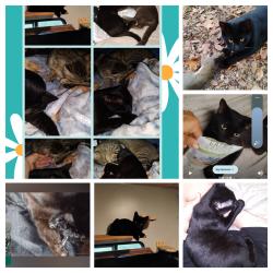 Lost Male Cat last seen Close to the Dollar General on SR 316 And NE150th ave Fort McCoy Florida qN, Marion County, FL 32134