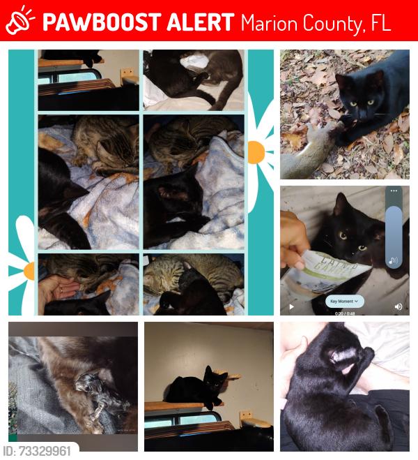 Lost Male Cat last seen Close to the Dollar General on SR 316 And NE150th ave Fort McCoy Florida qN, Marion County, FL 32134