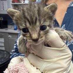 Shelter Stray Female Cat last seen CISCO GARDENS, 2020 Forest St, Jacksonville, FL 32204, USA