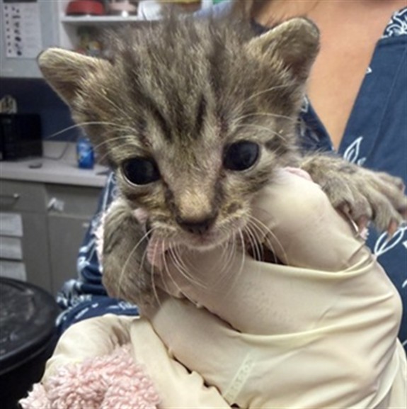 Shelter Stray Female Cat last seen CISCO GARDENS, 2020 Forest St, Jacksonville, FL 32204, USA
