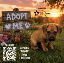 Shelter Stray Male Dog last seen , 3201 Lacy St, Los Angeles, CA 90031, USA