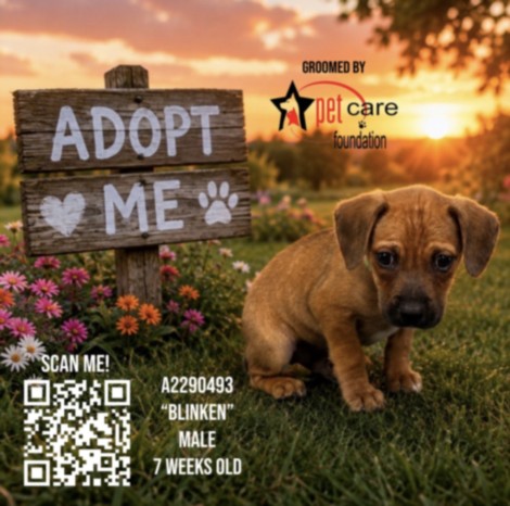 Shelter Stray Male Dog last seen , 3201 Lacy St, Los Angeles, CA 90031, USA