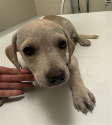 Shelter Stray Male Dog last seen Near BLOCK MOUNTAIN AVE, PERRIS, 581 S Grand Ave, San Jacinto, CA 92582, USA