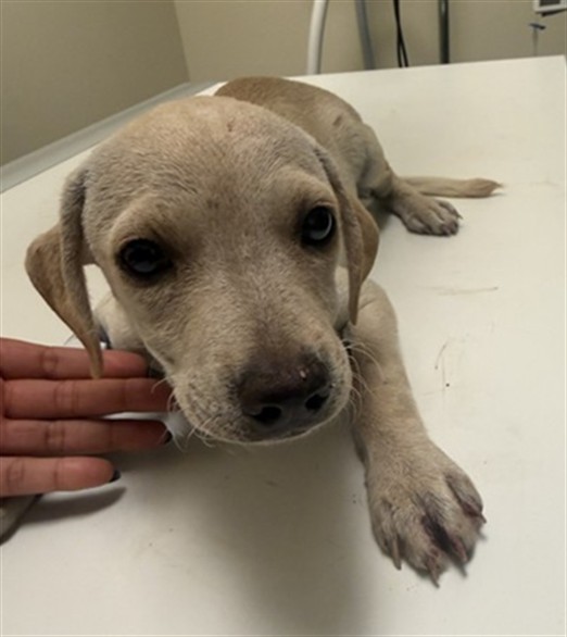 Shelter Stray Male Dog last seen Near BLOCK MOUNTAIN AVE, PERRIS, 581 S Grand Ave, San Jacinto, CA 92582, USA