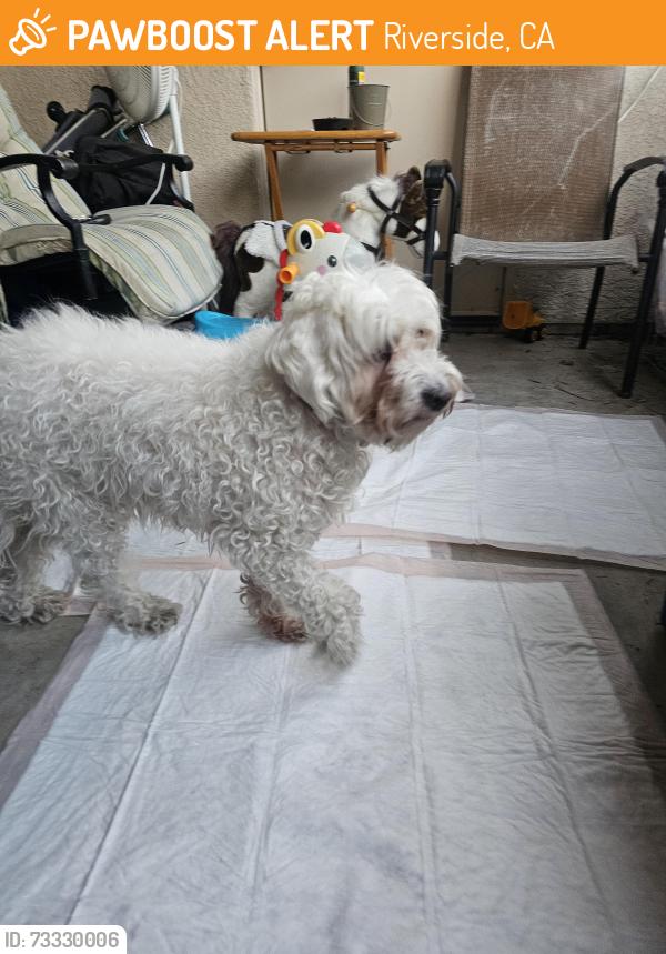 Found/Stray Female Dog last seen Stater brother's, Riverside, CA 92508