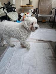 Found/Stray Female Dog last seen Stater brother's, Riverside, CA 92508