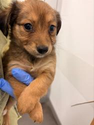 Shelter Stray Female Dog last seen 39TH AVE AND ROOSEVELT ST, 1920 S Lewis, Mesa, AZ 85210, USA