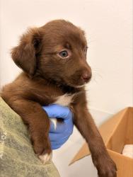 Shelter Stray Female Dog last seen 39TH AVE AND ROOSEVELT ST, 1920 S Lewis, Mesa, AZ 85210, USA