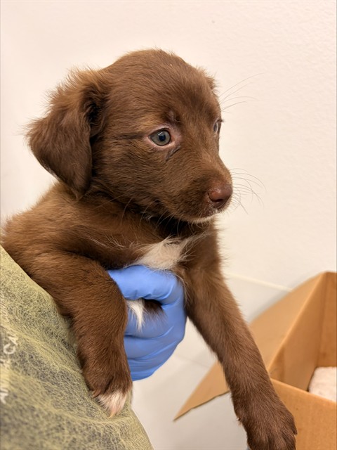 Shelter Stray Female Dog last seen 39TH AVE AND ROOSEVELT ST, 1920 S Lewis, Mesa, AZ 85210, USA