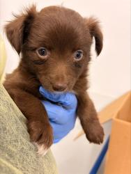 Shelter Stray Female Dog last seen 39TH AVE AND ROOSEVELT ST, 1920 S Lewis, Mesa, AZ 85210, USA