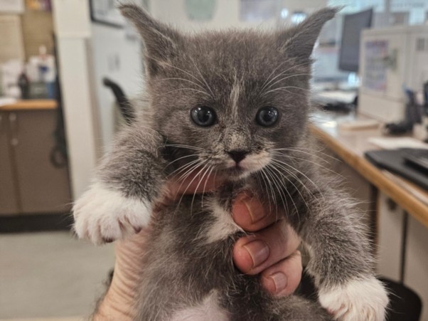 Shelter Stray Male Cat last seen , 14409 Vanowen St, Van Nuys, CA 91405, USA