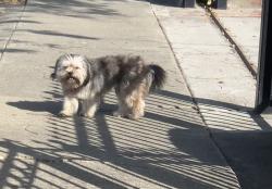 Found/Stray Unknown Dog last seen Gonzaga St, East Palo Alto, CA 94303