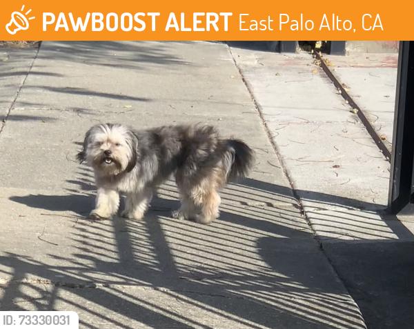 Found/Stray Unknown Dog last seen Gonzaga St, East Palo Alto, CA 94303
