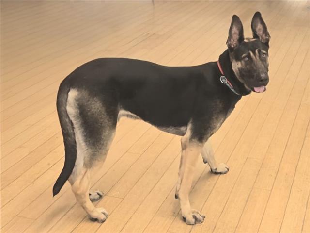 Shelter Stray Male Dog last seen , 14409 Vanowen St, Van Nuys, CA 91405, USA