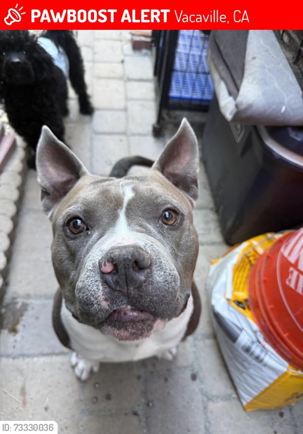 Lost Male Dog last seen Bridge, Vacaville, CA 95688