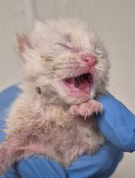 Shelter Stray Male Cat last seen Near BLOCK AUBURN ST, BAKERSFIELD CA 93306, 3951 Fruitvale Ave, Bakersfield, CA 93308, USA
