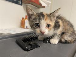 Shelter Stray Female Cat last seen Near BLOCK KEVIN DR, BAKERSFIELD CA 93308, 3951 Fruitvale Ave, Bakersfield, CA 93308, USA