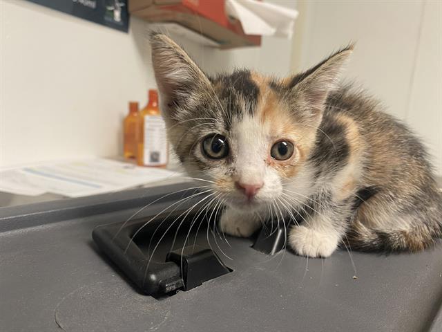 Shelter Stray Female Cat last seen Near BLOCK KEVIN DR, BAKERSFIELD CA 93308, 3951 Fruitvale Ave, Bakersfield, CA 93308, USA
