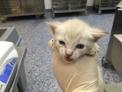 Shelter Stray Male Cat last seen Near BLOCK S WOODHAVEN DR, PALM DESERT CA 92211, 72050 Pet Land Pl, Thousand Palms, CA 92276, USA
