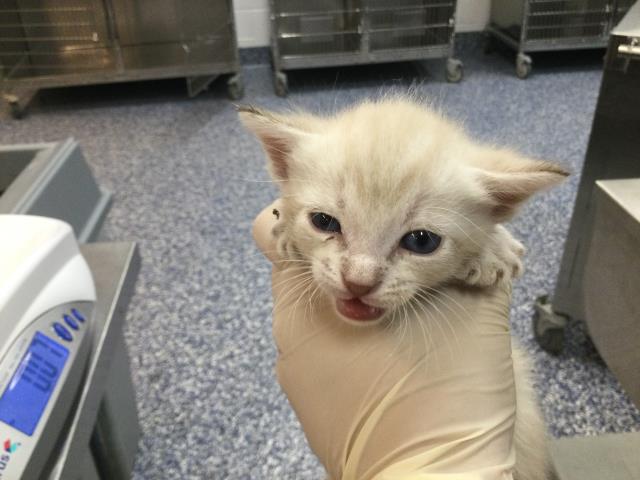 Shelter Stray Male Cat last seen Near BLOCK S WOODHAVEN DR, PALM DESERT CA 92211, 72050 Pet Land Pl, Thousand Palms, CA 92276, USA