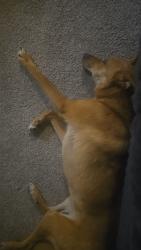 Reunited Female Dog last seen Indian Lake apmts, Mishawaka, IN 46545